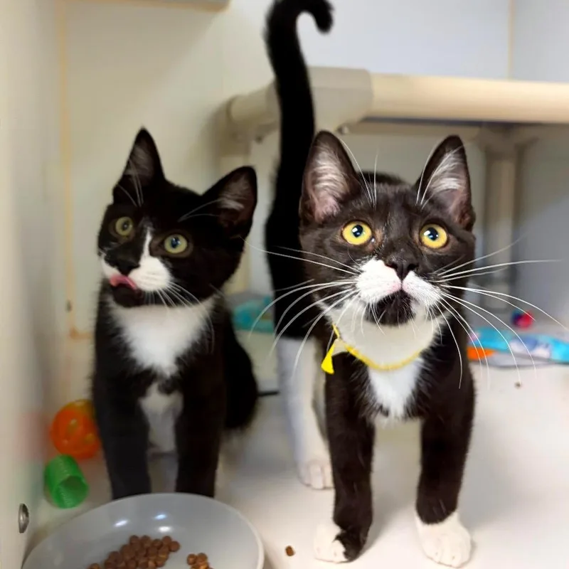 A baby small-sized male Domestic Short Hair cat named Sox for adoption in Woodinville, WA