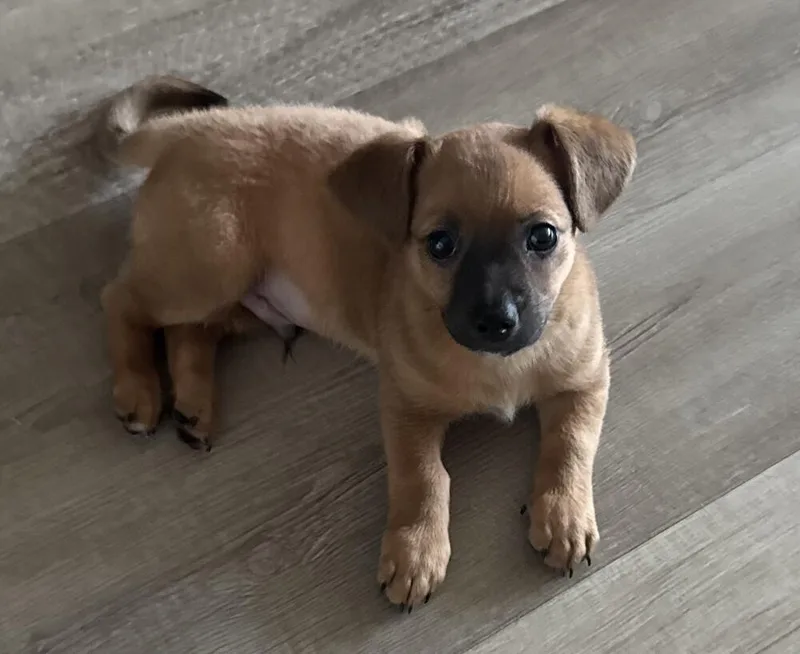 Nana's Pup: Buster Moon