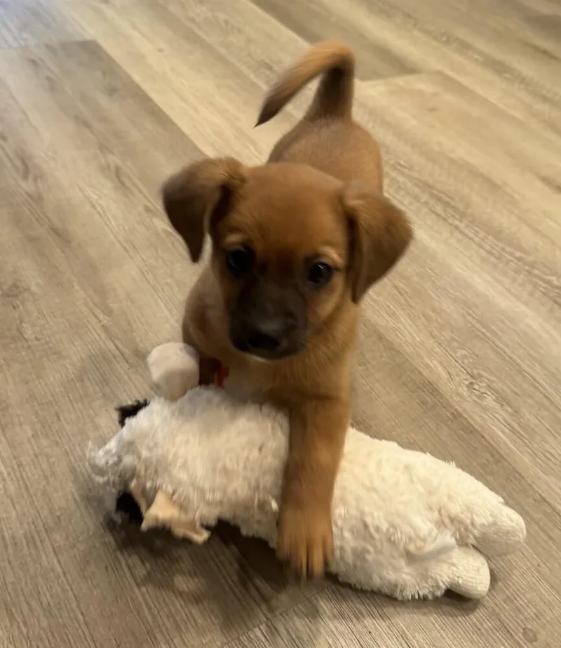 Nana's Pup: Buster Moon thumbnail 2