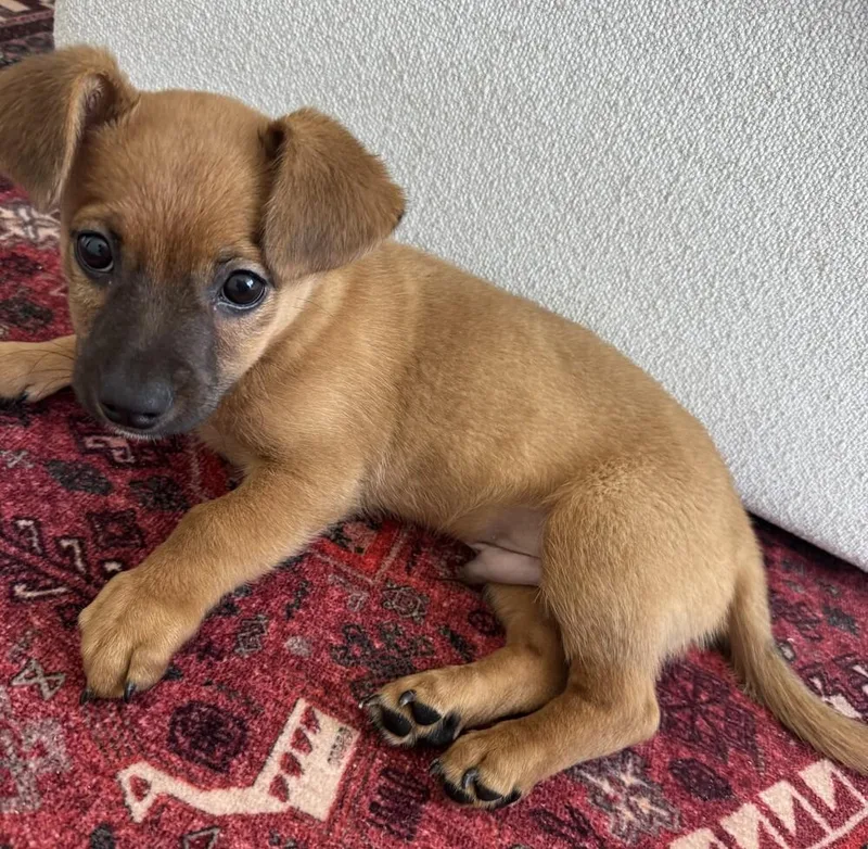 Nana's Pup: Buster Moon thumbnail 3