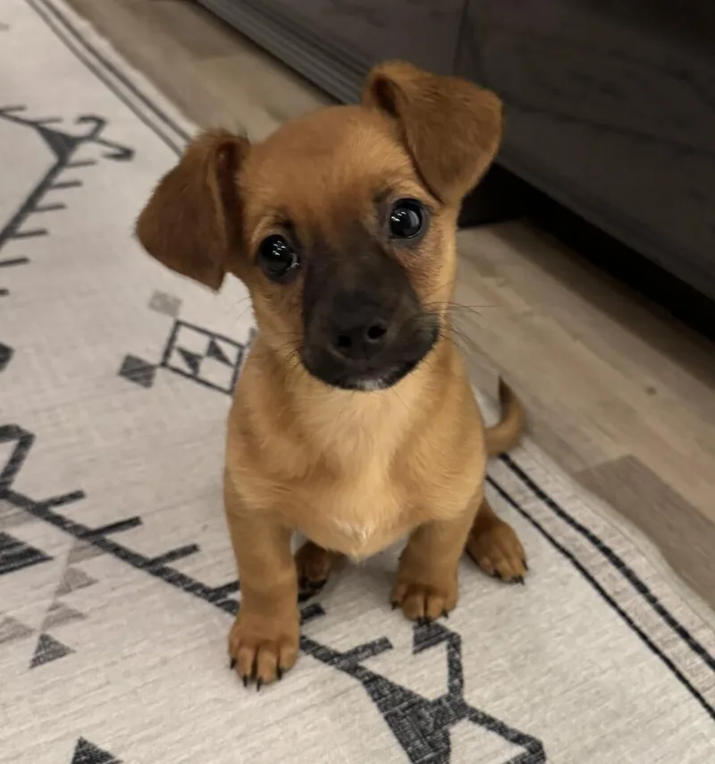 Nana's Pup: Buster Moon thumbnail 4