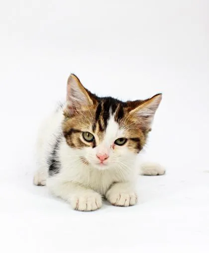 A baby small-sized male Domestic Short Hair cat named Oreo for adoption in Morton Grove, IL