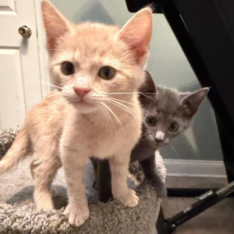 A baby small-sized female Buff / Tan / Fawn Domestic Short Hair cat named Melanie for adoption in Wilmington, DE