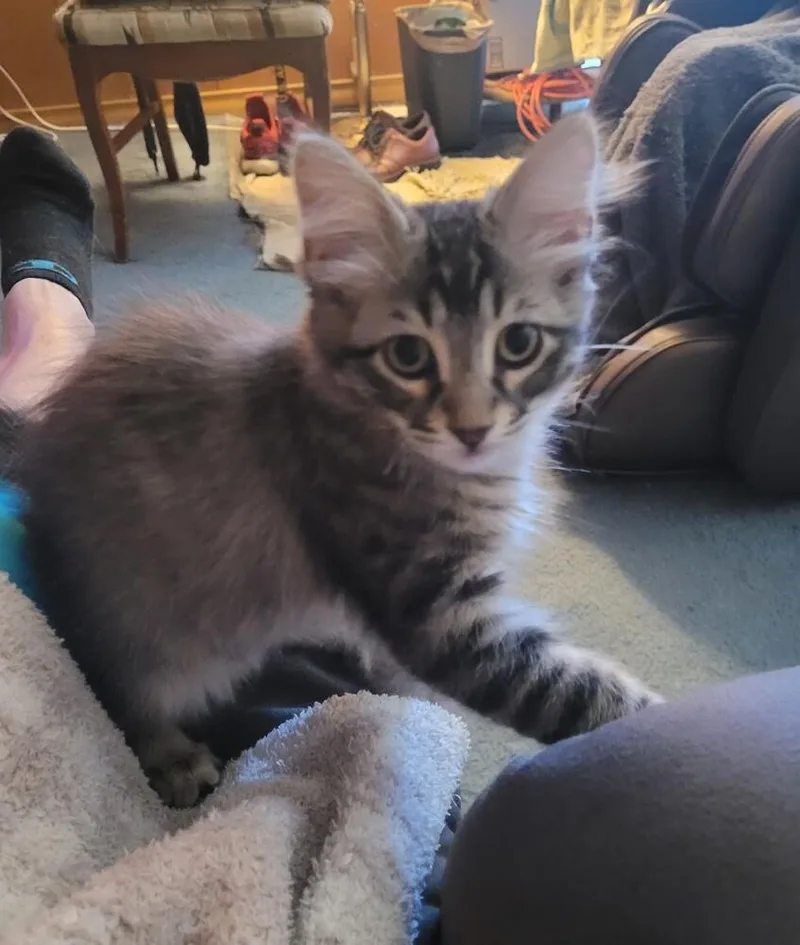 A baby small-sized male Domestic Medium Hair cat named Thor for adoption in Dallas, TX