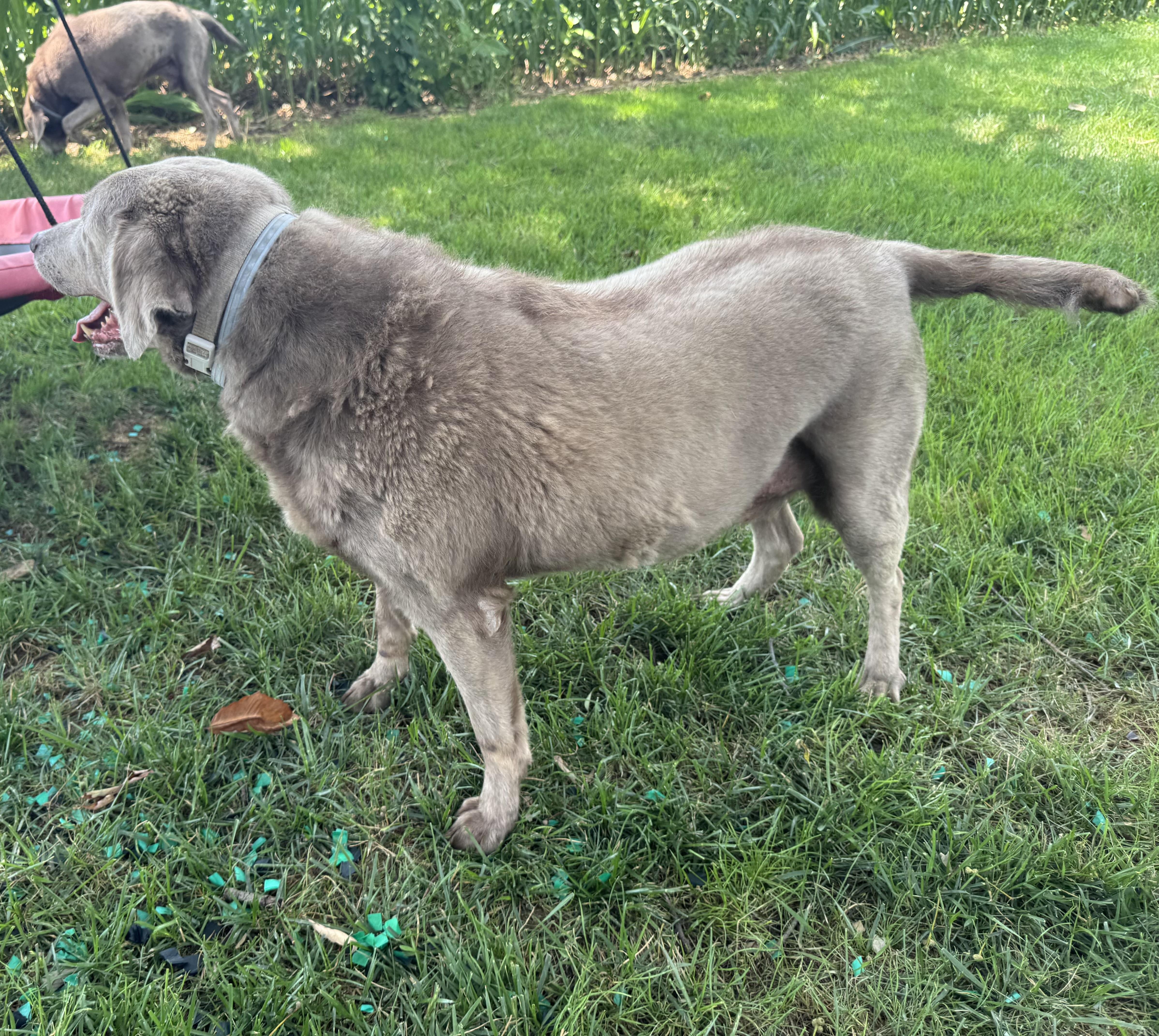 A senior large-sized female Gray / Blue / Silver Labrador Retriever dog named Stella for adoption in Warrington, PA