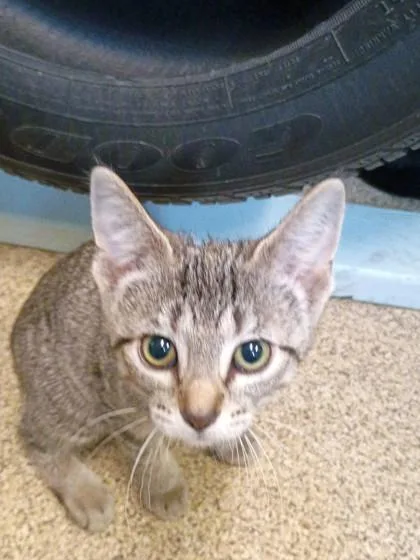 A baby small-sized female Brown / Chocolate Domestic Short Hair cat named Cute for adoption in Harbor Springs, MI