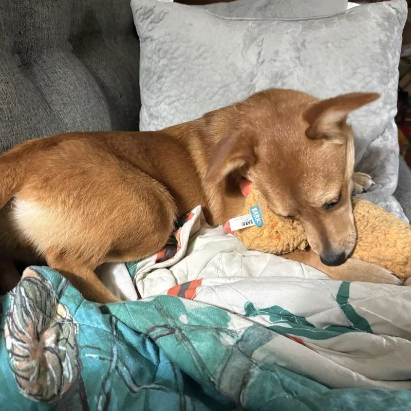 A young medium-sized female Yellow / Tan / Blond / Fawn Terrier dog named CT Diane lbs for adoption in Eastford, CT