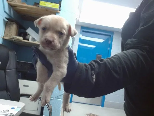 A baby small-sized male Husky dog named Benz for adoption in Albuquerque, NM