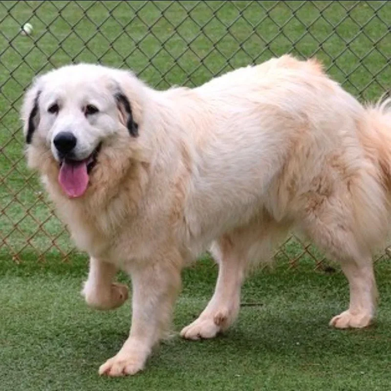 An adult large-sized female White / Cream Great Pyrenees dog named Ct Athena for adoption in Eastford, CT