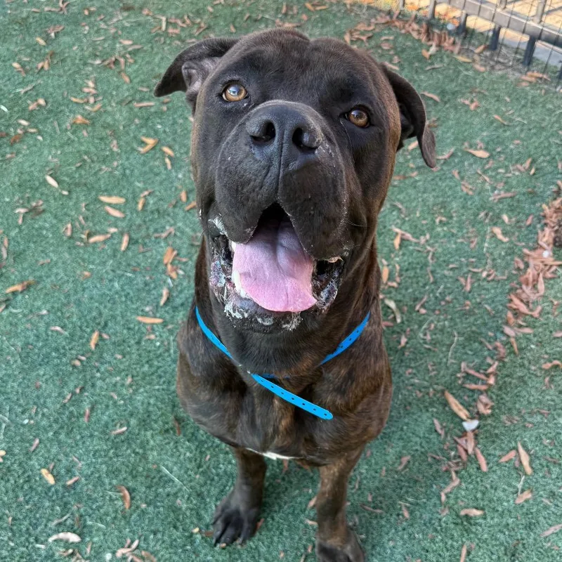 An adult extra large-sized male Brindle Mixed Breed dog named Goose for adoption in Bartlett, TN