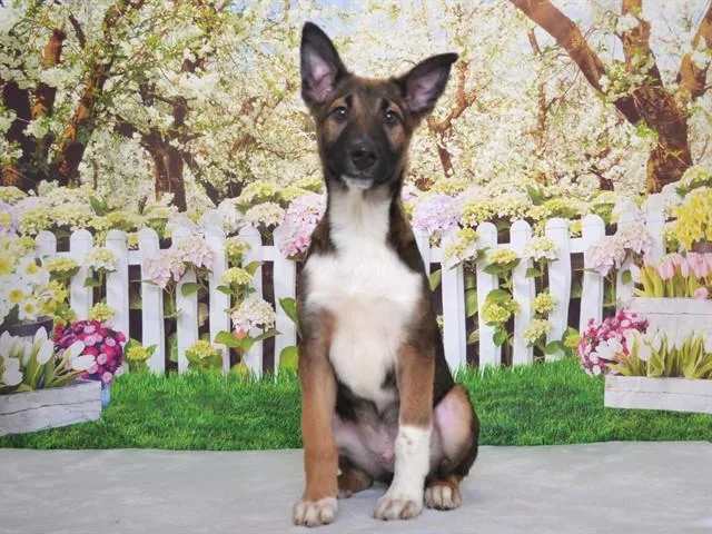 A baby small-sized male German Shepherd Dog dog named Bandit for adoption in Oroville, CA