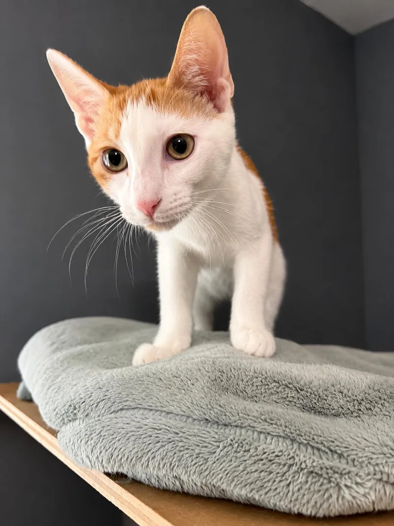 A baby medium-sized male Domestic Short Hair cat named Chester for adoption in Rio Linda, CA
