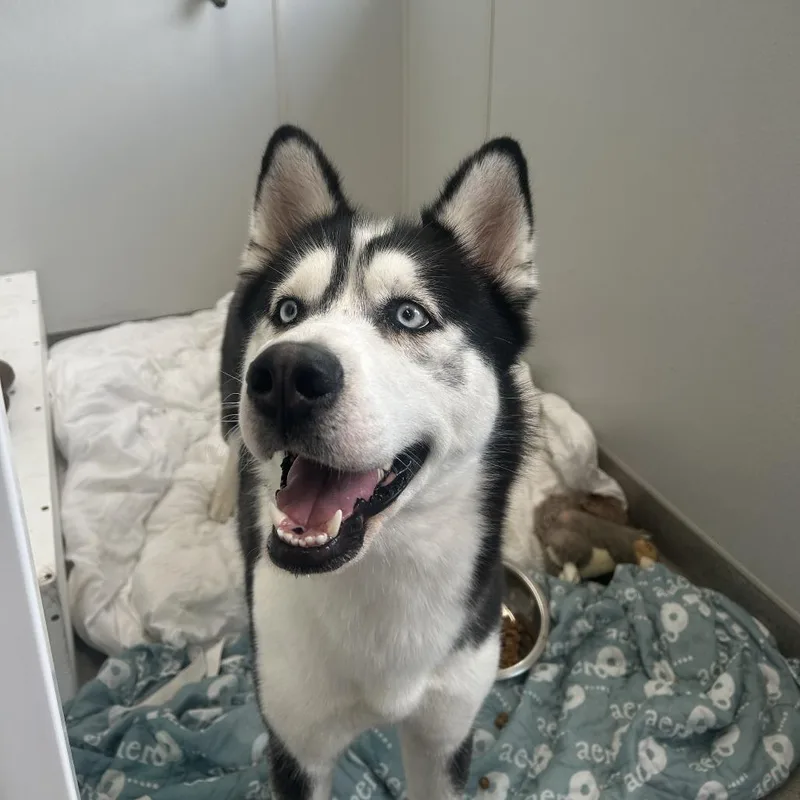 Luna