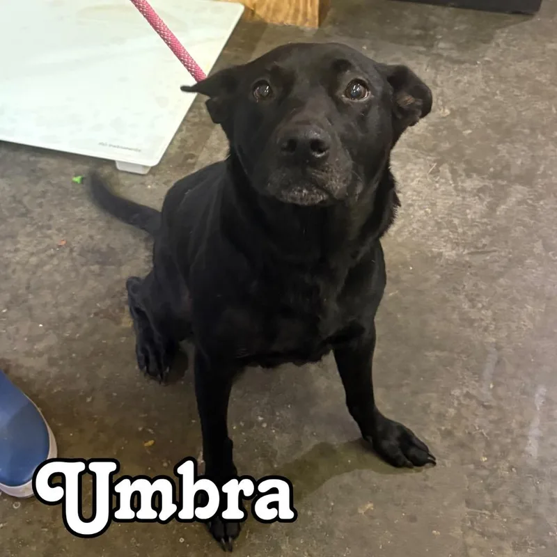 A senior large-sized female Mixed Breed dog named Umbra for adoption in Hillsboro, OH