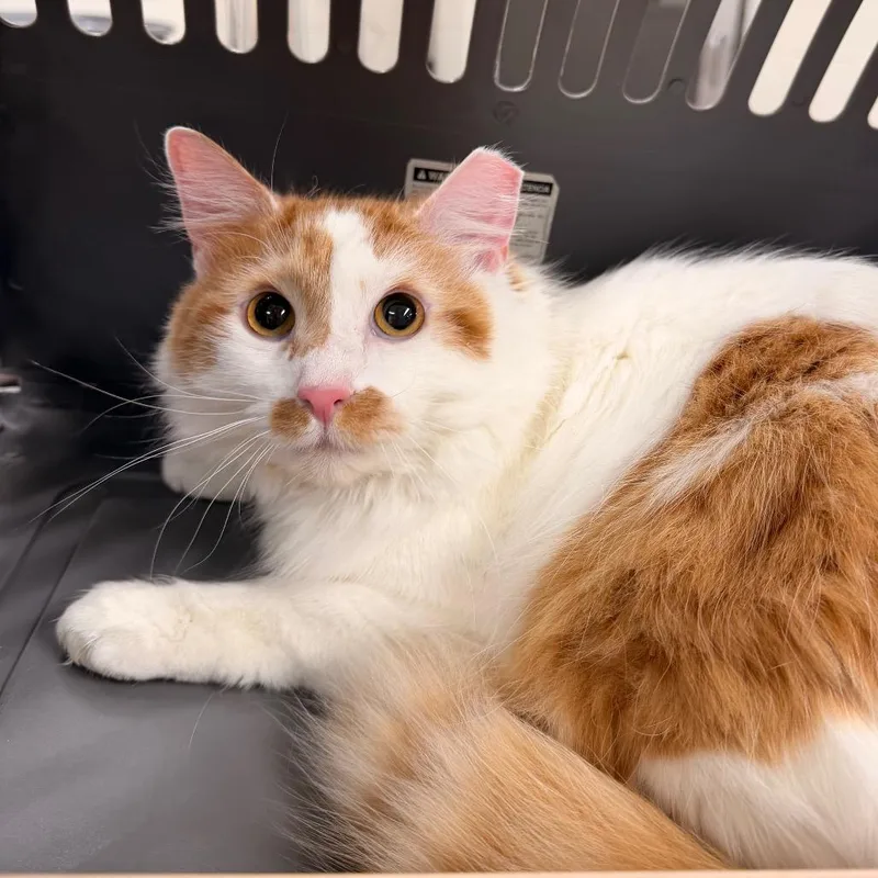 An adult large-sized male Domestic Short Hair cat named Chase for adoption in Indianapolis, IN