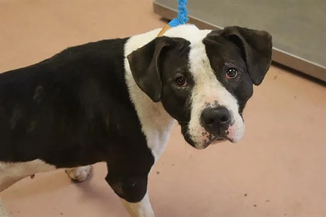 An adult large-sized female Mixed Breed dog named Nibbles for adoption in Columbia, SC