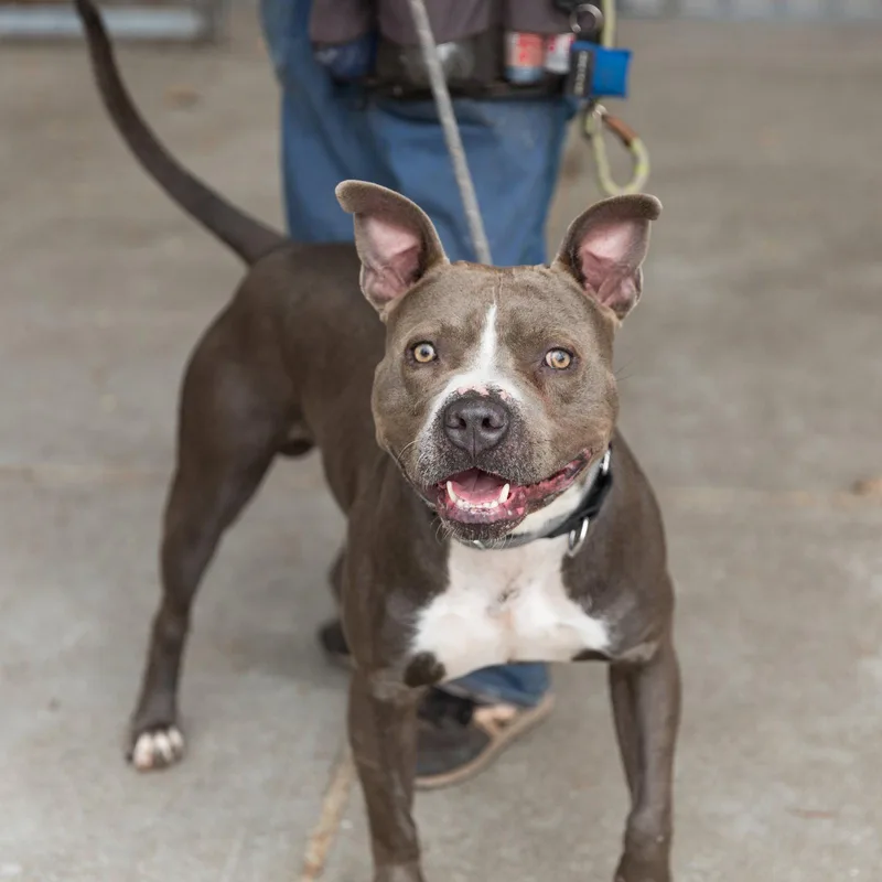 A young large-sized male Pit Bull Terrier dog named Zo for adoption in Oakland, CA