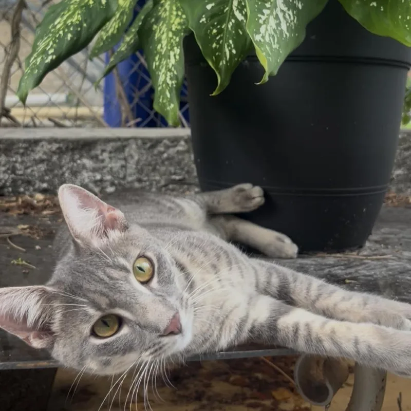 A young medium-sized male Domestic Short Hair cat named Cj for adoption in Jupiter, FL
