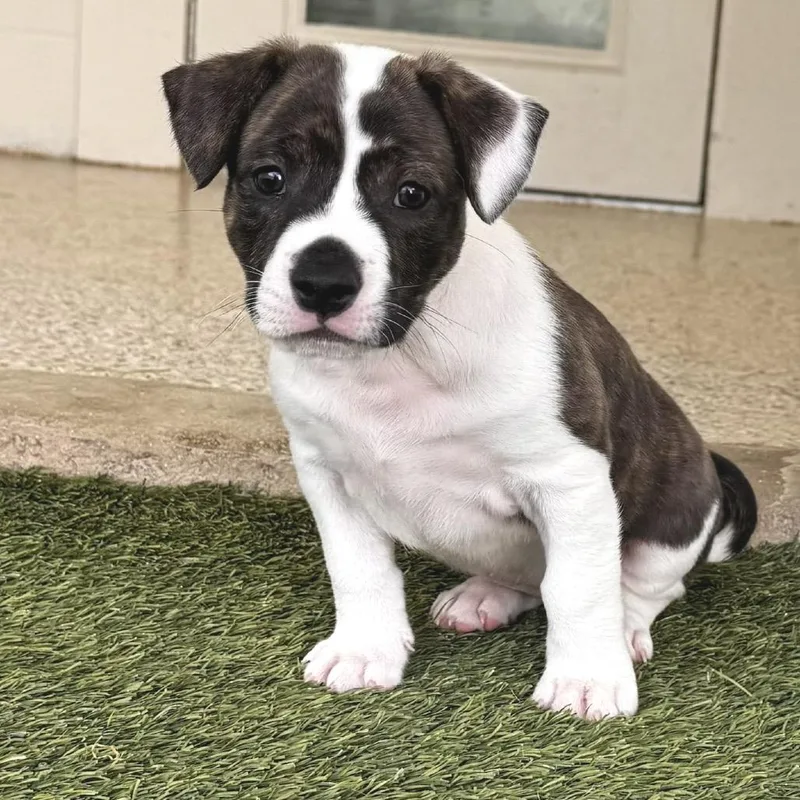 A baby medium-sized female White / Cream Terrier dog named Penny for adoption in LOXAHATCHEE, FL