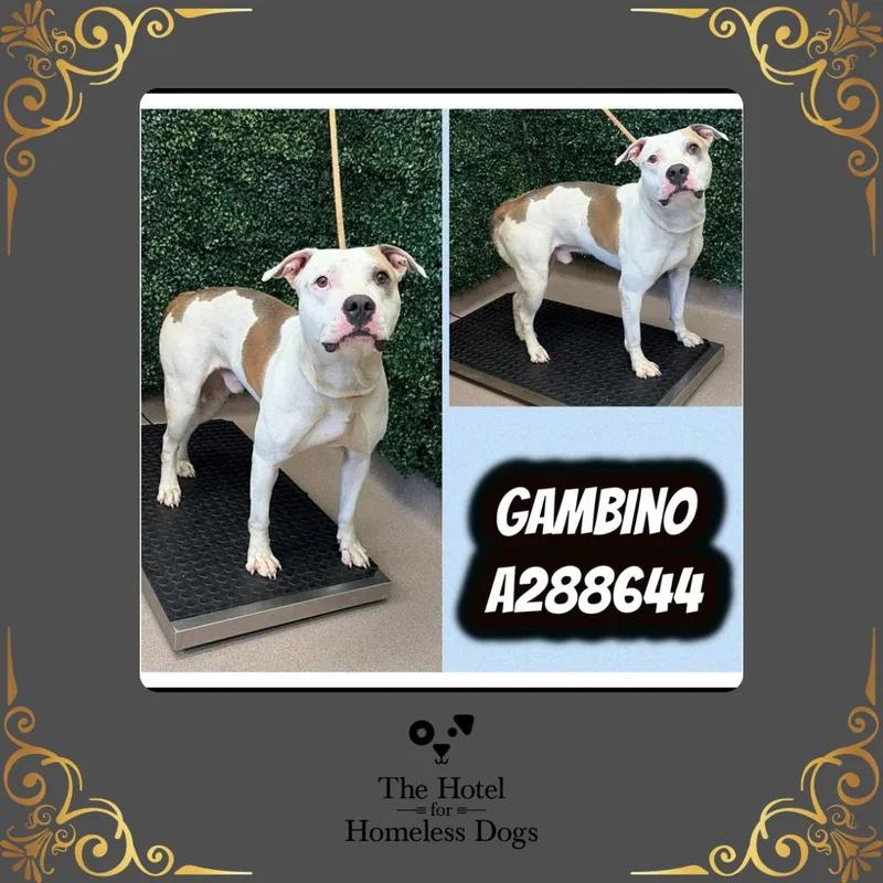 An adult large-sized male Golden American Staffordshire Terrier dog named Gambino for adoption in Cumberland, RI