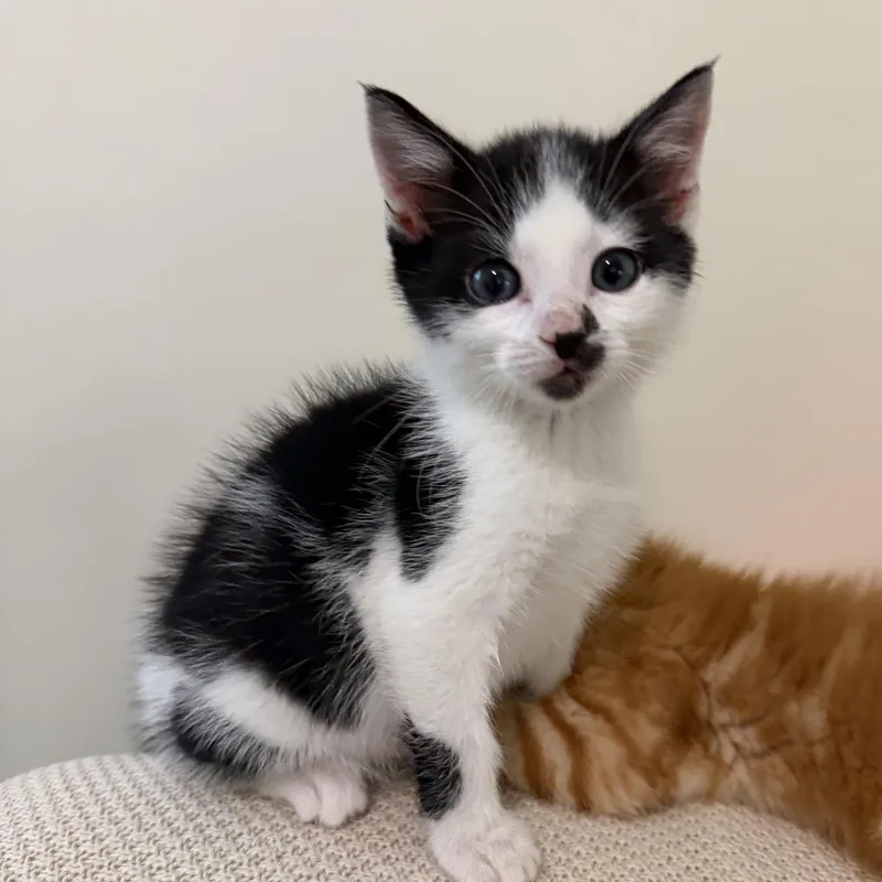 A baby medium-sized male Domestic Short Hair cat named Moo for adoption in atlanta, GA