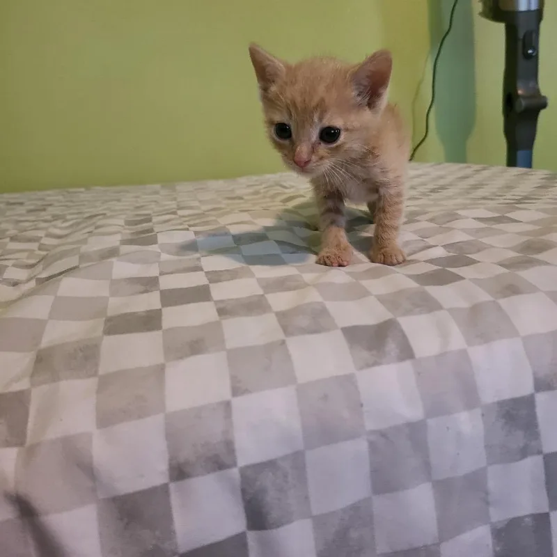 A baby small-sized male Cream / Ivory Domestic Short Hair cat named Beacon for adoption in White, GA