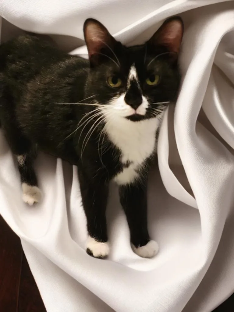 An adult medium-sized female Tuxedo cat named Boots for adoption in OVERLAND PARK, KS