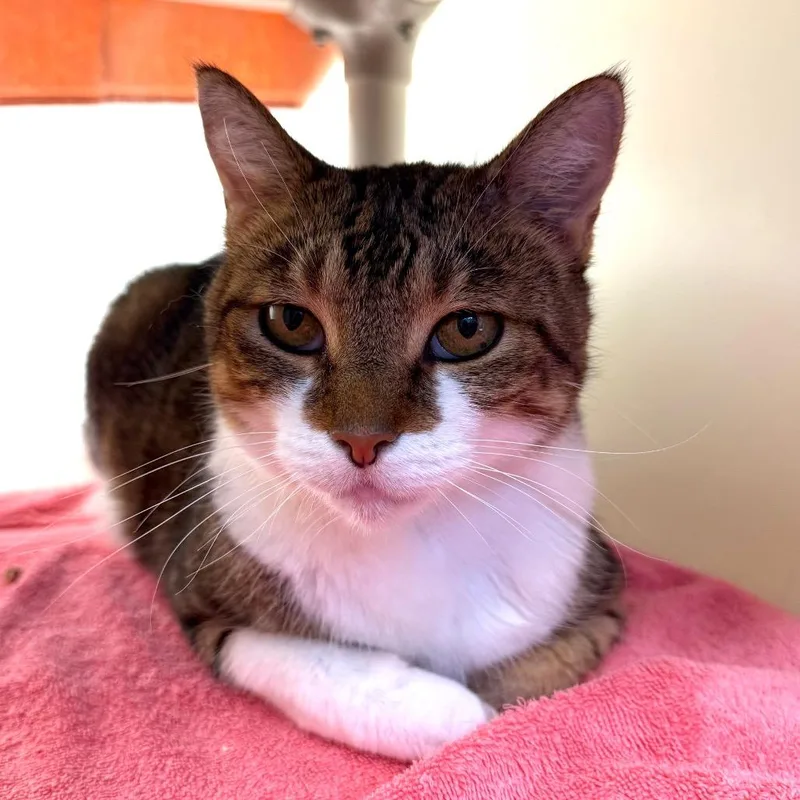 A senior medium-sized female Brown / Chocolate Domestic Short Hair cat named Kimmy for adoption in Harrisonburg, VA