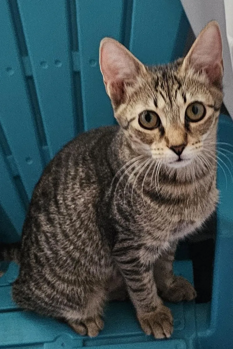 A baby medium-sized female Tabby (Brown / Chocolate) Domestic Short Hair cat named Donna for adoption in Milwaukee, WI