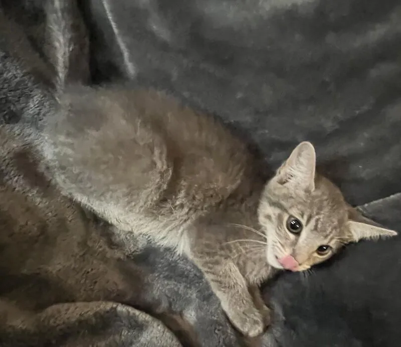 A baby small-sized female Gray / Blue / Silver Tabby cat named Pearl Outlaw Litter for adoption in Anthem, AZ