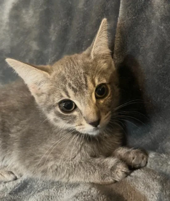 Pearl Outlaw Litter thumbnail 2