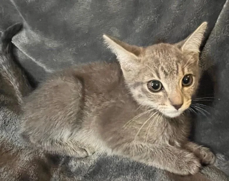 Pearl Outlaw Litter thumbnail 3