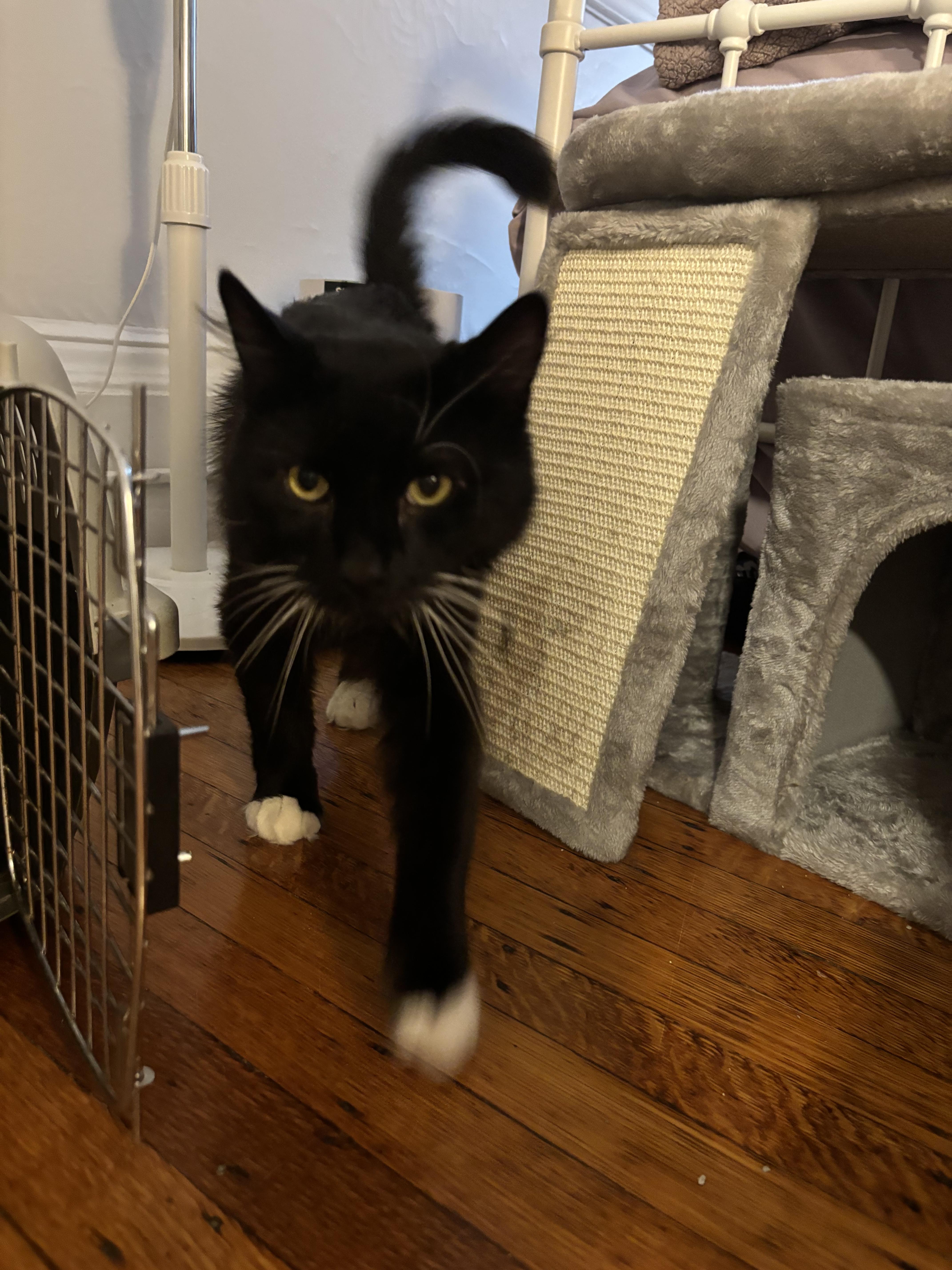 A young medium-sized male Black Domestic Medium Hair cat named Mystic for adoption in Worcester, MA