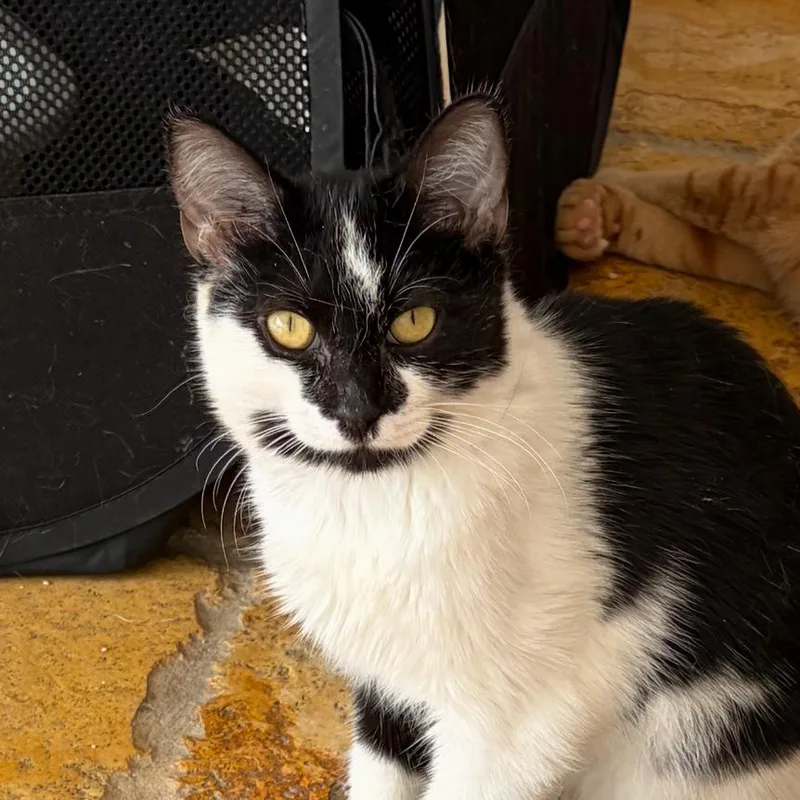 A young medium-sized female Black Domestic Short Hair cat named Chanel for adoption in Hamburg, NY