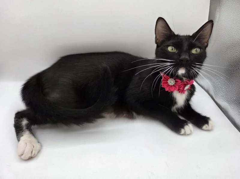 A young medium-sized female Domestic Short Hair cat named Usagi for adoption in Magnolia Springs, AL