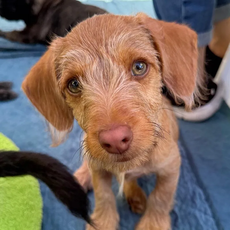 A baby small-sized male Yellow / Tan / Blond / Fawn Dachshund dog named Chip for adoption in Sacramento, CA