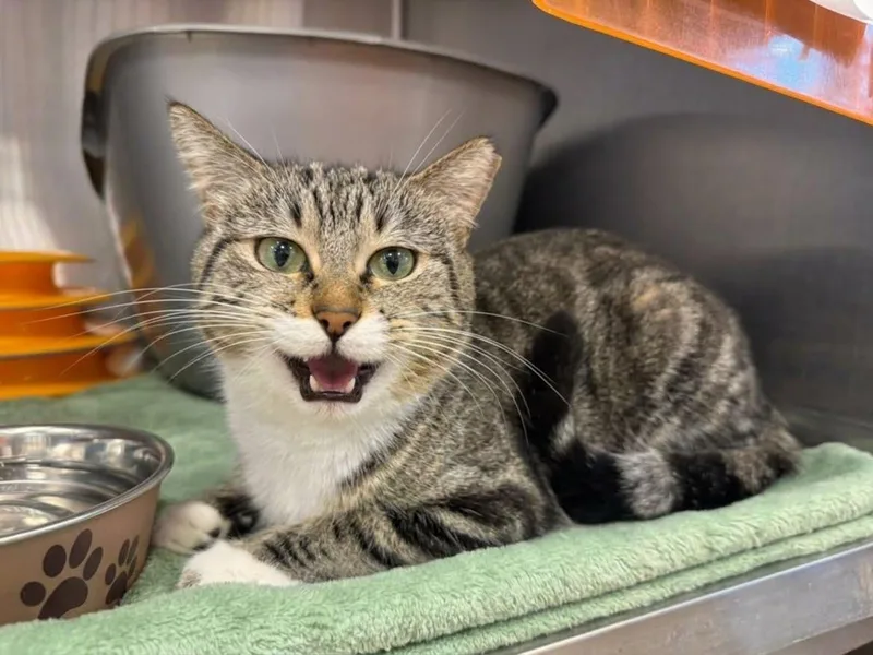 An adult medium-sized female Brown / Chocolate Domestic Short Hair cat named Mimi Sweetpea for adoption in Chandler, AZ