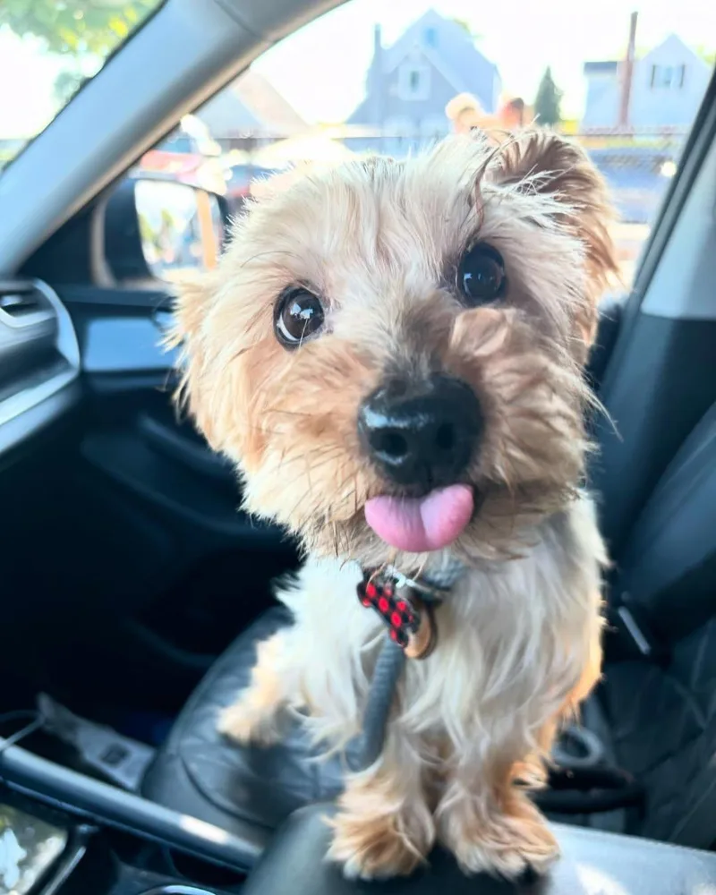 A senior small-sized male Brindle Yorkie Poo dog named Meech for adoption in Far Rockaway, NY