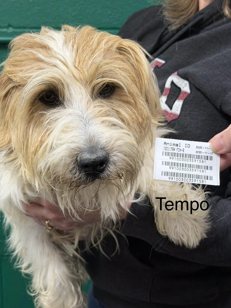 Tempo