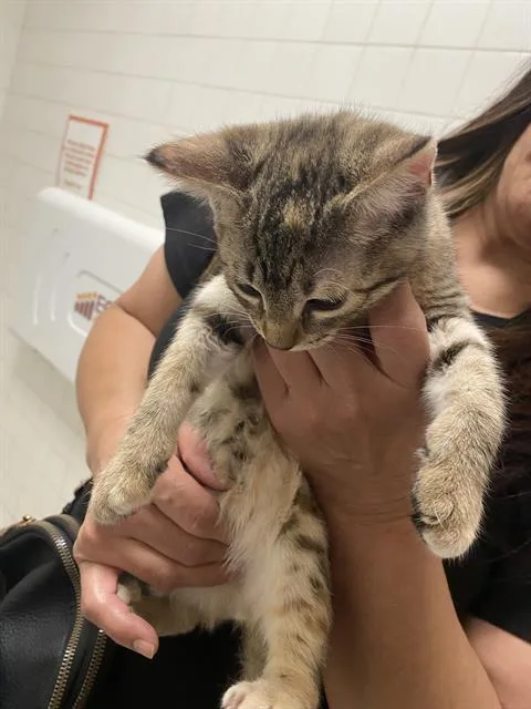 A baby medium-sized male Domestic Short Hair cat named O'Malley for adoption in Dallas, TX