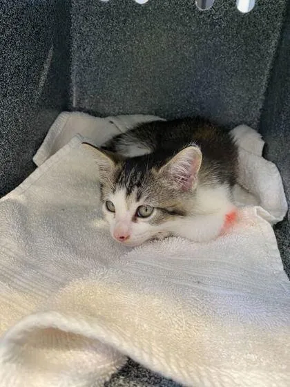 A baby small-sized male Domestic Short Hair cat named Gardenia for adoption in Daytona Beach, FL