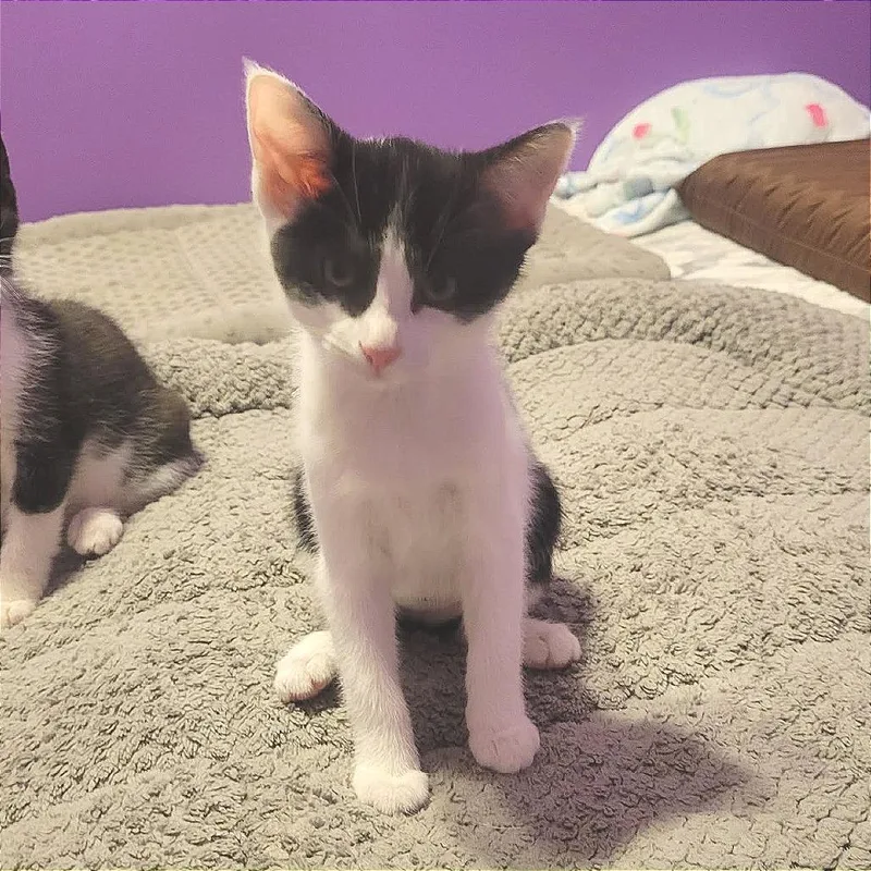 A baby small-sized female Black Domestic Short Hair cat named Pico for adoption in Plainfield, IL