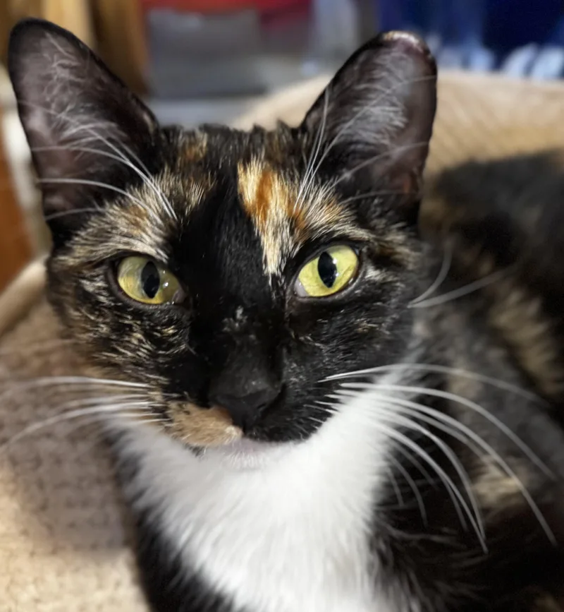 A young small-sized female Calico cat named Plum for adoption in San Jose, CA