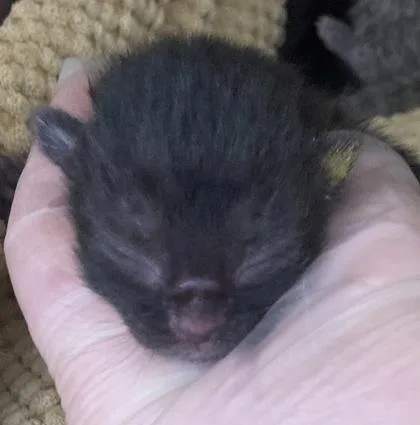 A baby small-sized male Domestic Short Hair cat named Swift for adoption in Cincinnati, OH