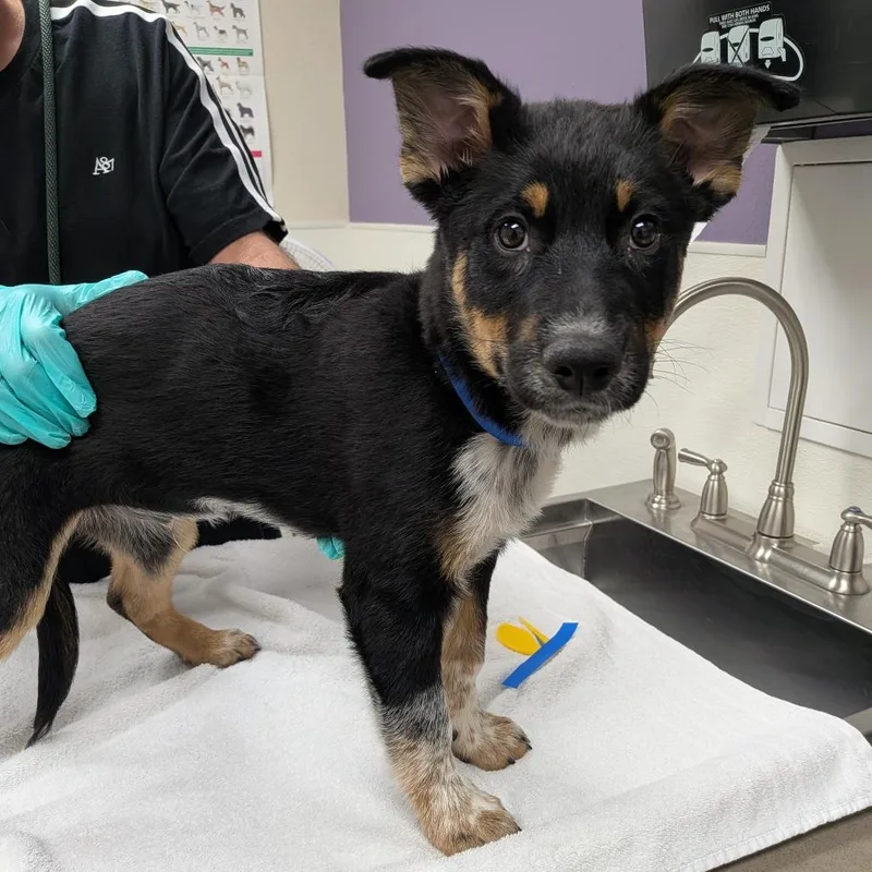 A baby small-sized male Black Shepherd dog named Gomez for adoption in Albuquerque, NM