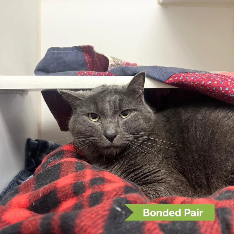 An adult large-sized male Domestic Short Hair cat named Beau for adoption in Reisterstown, MD
