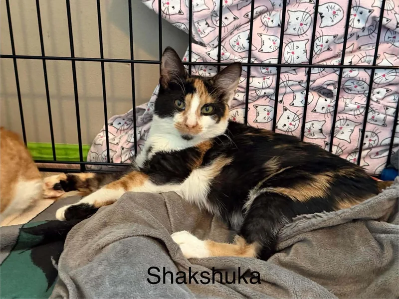 A baby medium-sized female Calico cat named Shakshouka for adoption in Omaha, NE