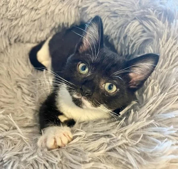 A baby small-sized male Domestic Short Hair cat named Jacquard for adoption in Bonsall, CA