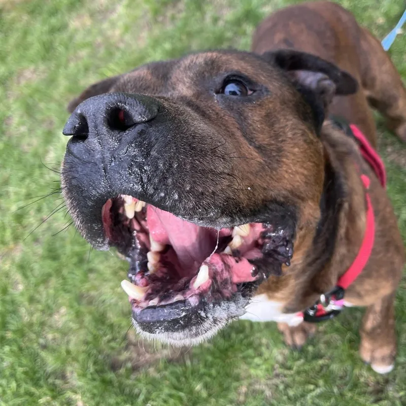 An adult medium-sized male Mixed Breed dog named Reese's Pb for adoption in Fairport, NY