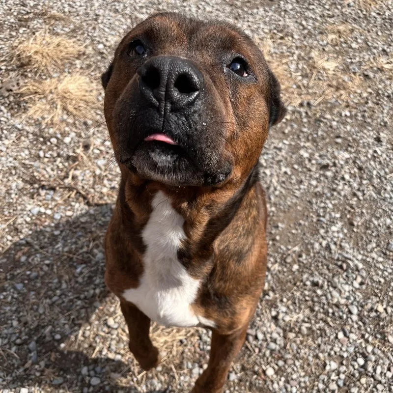 Reese's Pb thumbnail 2